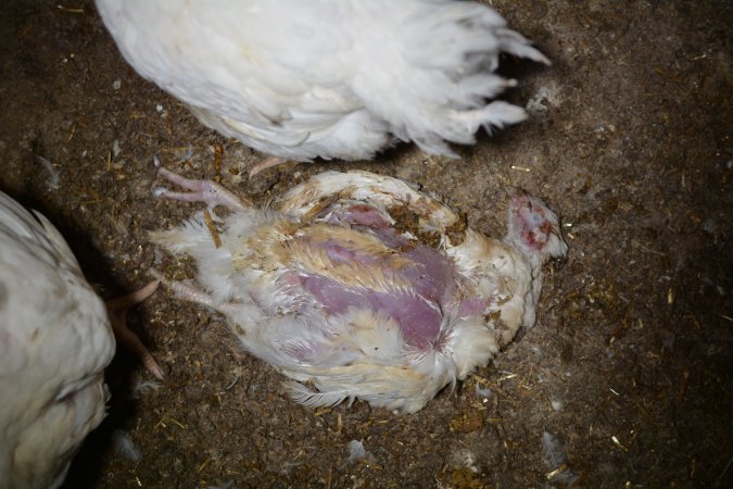 Broiler (meat) chickens approx 7 weeks