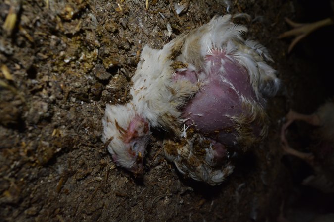 Broiler (meat) chickens approx 7 weeks