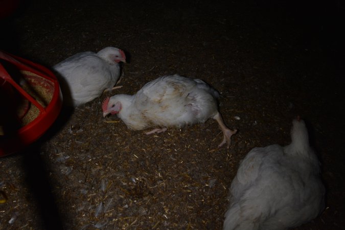 Broiler (meat) chickens approx 7 weeks