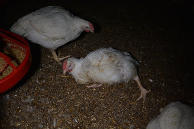 Broiler (meat) chickens approx 7 weeks