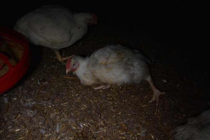 Broiler (meat) chickens approx 7 weeks