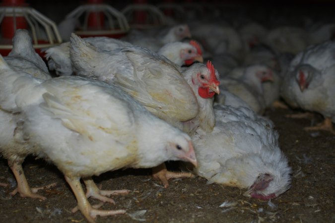 Broiler (meat) chickens approx 7 weeks