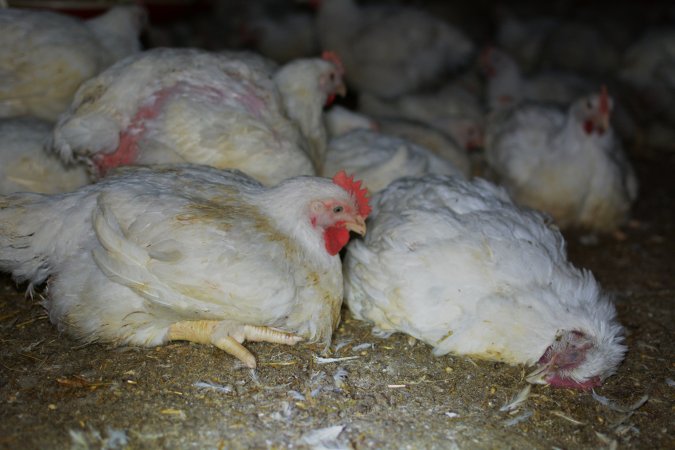 Broiler (meat) chickens approx 7 weeks