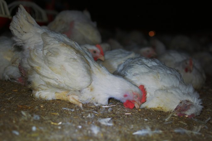 Broiler (meat) chickens approx 7 weeks