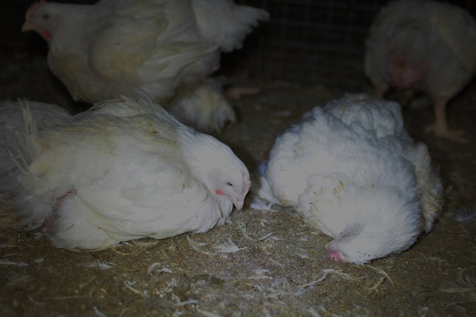 Broiler (meat) chickens approx 7 weeks