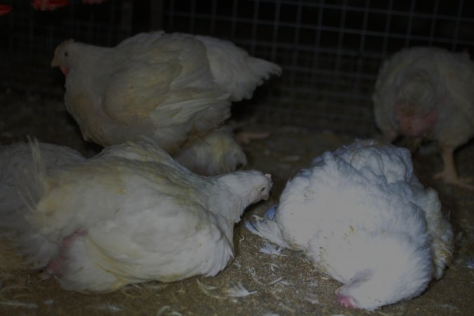 Broiler (meat) chickens approx 7 weeks