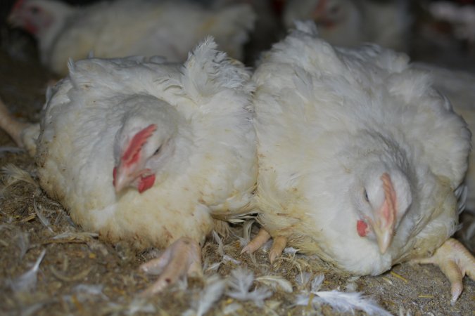 Broiler (meat) chickens approx 7 weeks