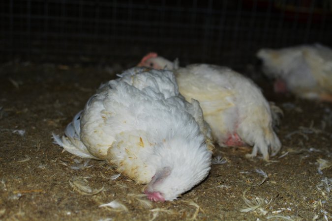 Broiler (meat) chickens approx 7 weeks