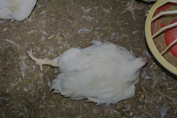 Broiler (meat) chickens approx 7 weeks