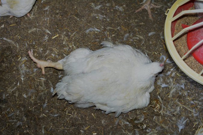 Broiler (meat) chickens approx 7 weeks