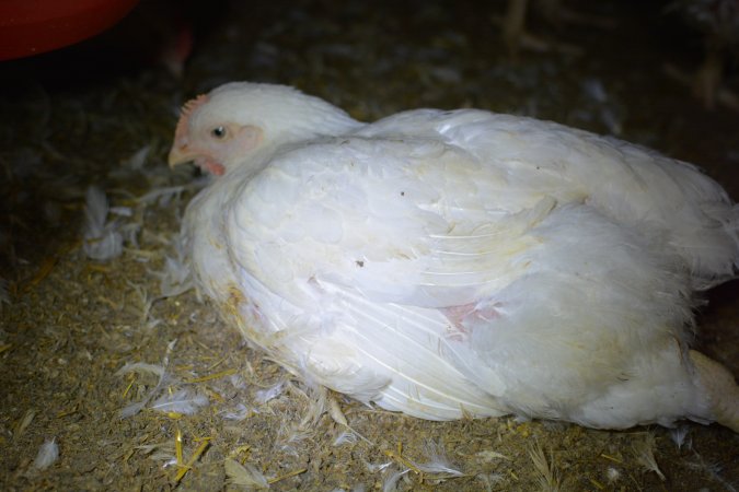 Broiler (meat) chickens approx 7 weeks