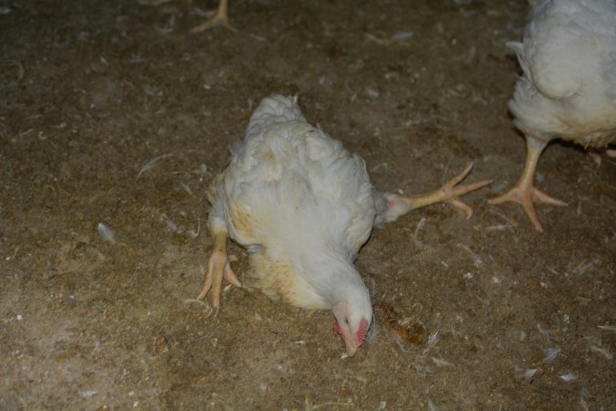 Broiler (meat) chickens approx 7 weeks