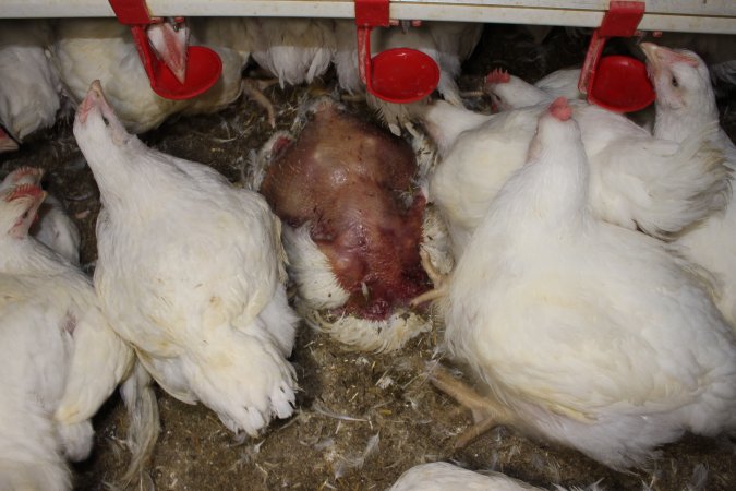 Dead featherless broiler chicken