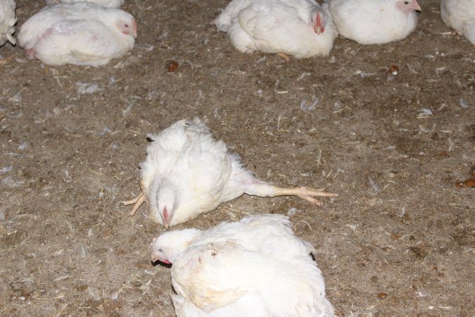 Broiler chicken with outstretched leg