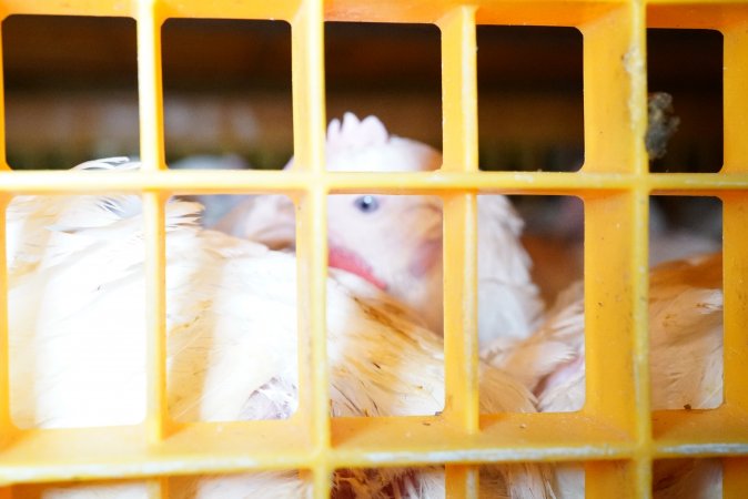 Broilers in transport trucks