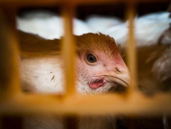 Broilers in transport trucks