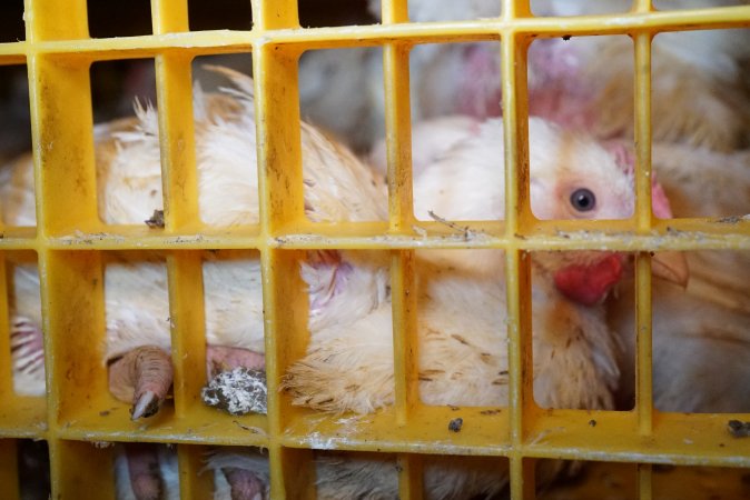 Broilers in transport trucks