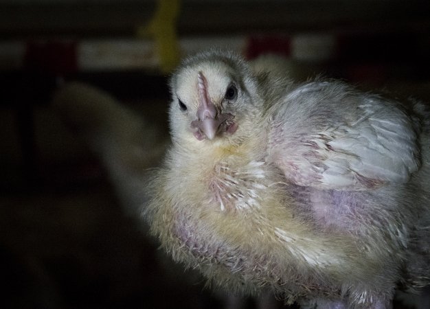 Broiler (meat) chickens approx 2 weeks