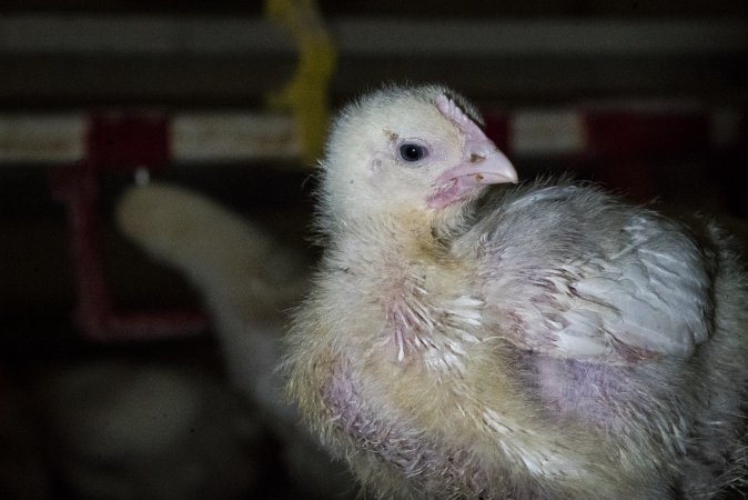Broiler (meat) chickens approx 2 weeks