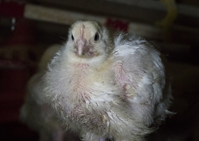 Broiler (meat) chickens approx 2 weeks