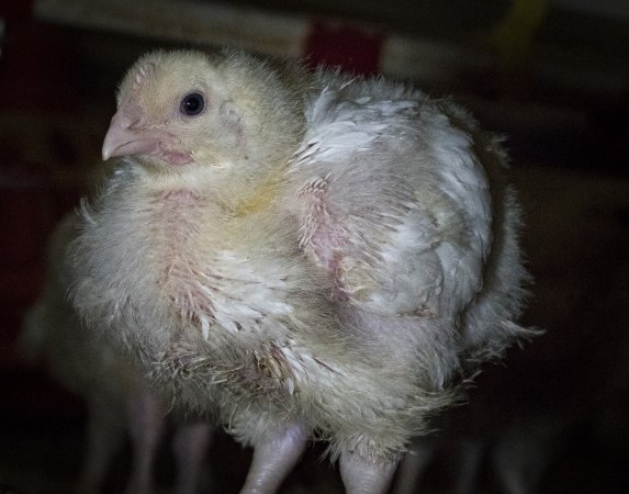 Broiler (meat) chickens approx 2 weeks