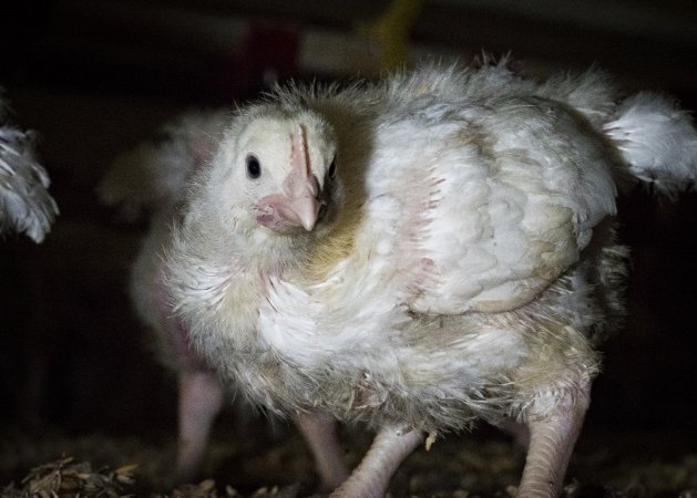 Broiler (meat) chickens approx 2 weeks