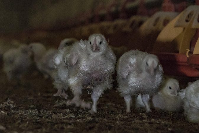 Broiler (meat) chickens approx 2 weeks
