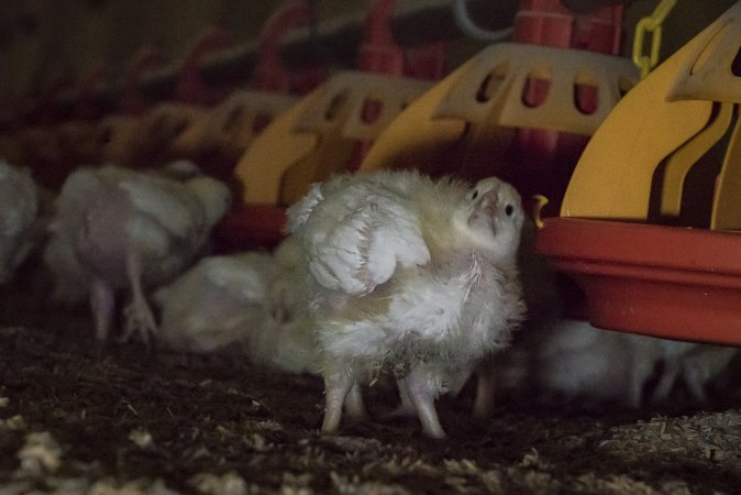 Broiler (meat) chickens approx 2 weeks
