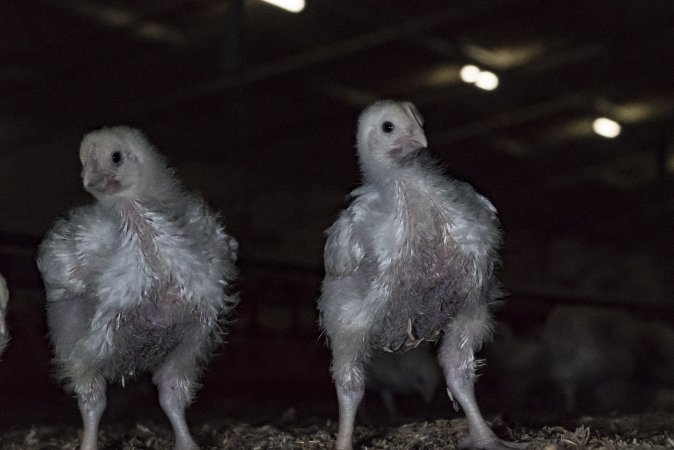 Broiler (meat) chickens approx 2 weeks