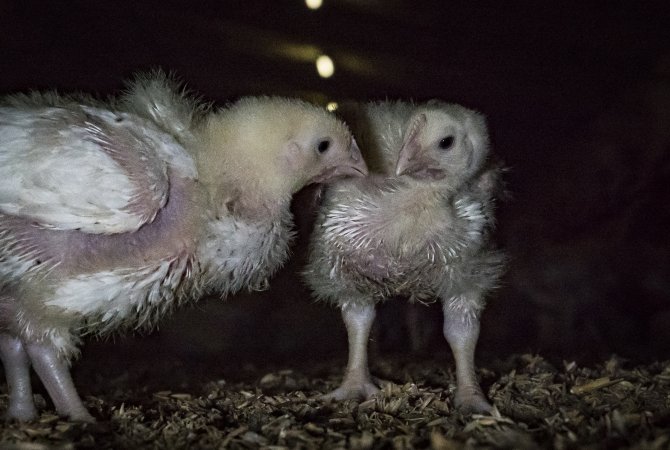 Broiler (meat) chickens approx 2 weeks