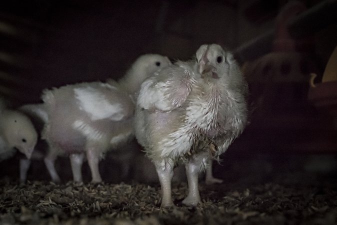 Broiler (meat) chickens approx 2 weeks