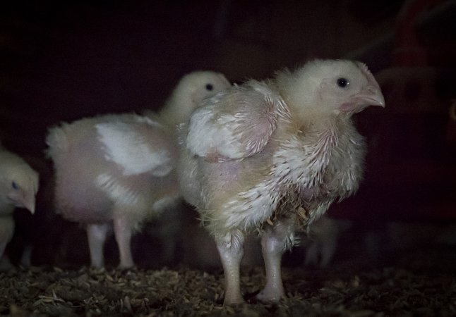 Broiler (meat) chickens approx 2 weeks