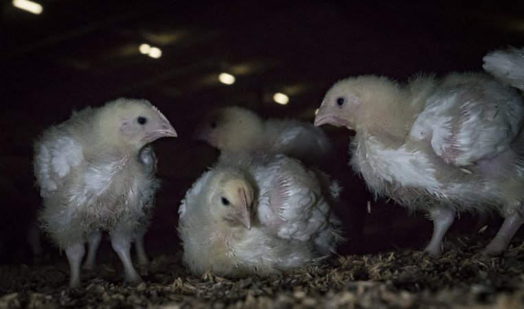 Broiler (meat) chickens approx 2 weeks