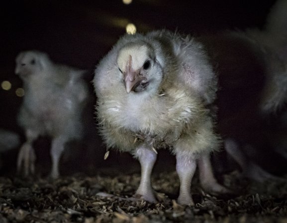 Broiler (meat) chickens approx 2 weeks