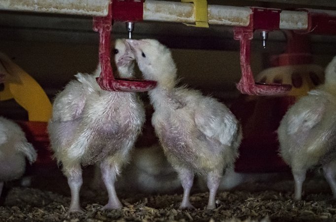 Broiler (meat) chickens approx 2 weeks