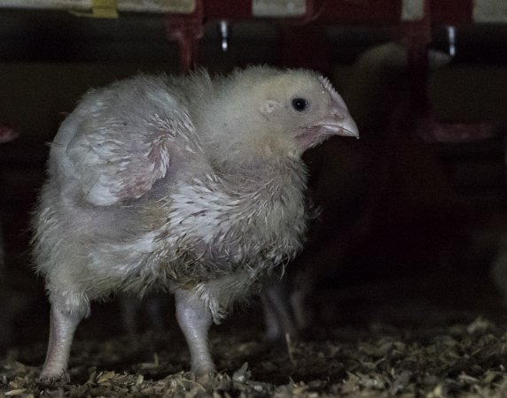 Broiler (meat) chickens approx 2 weeks