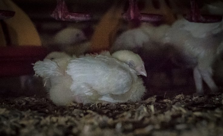 Broiler (meat) chickens approx 2 weeks