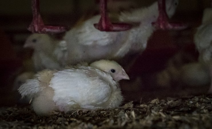 Broiler (meat) chickens approx 2 weeks