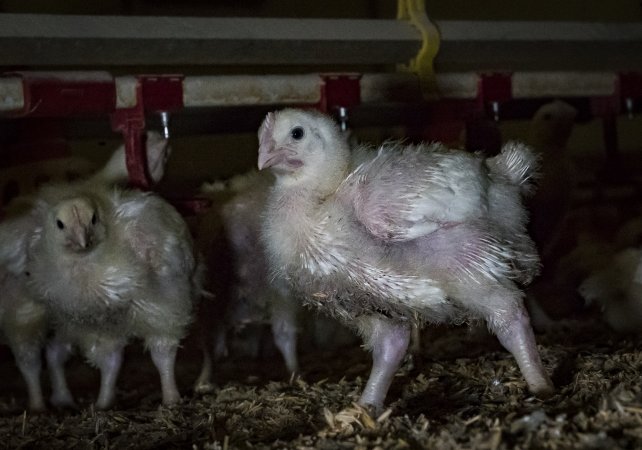 Broiler (meat) chickens approx 2 weeks