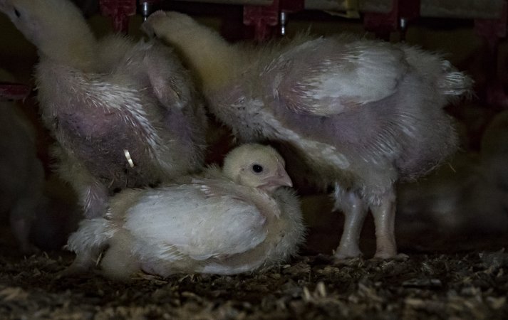Broiler (meat) chickens approx 2 weeks