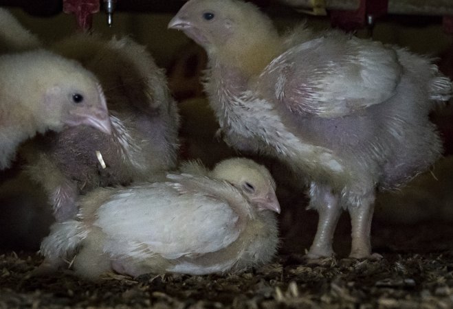 Broiler (meat) chickens approx 2 weeks