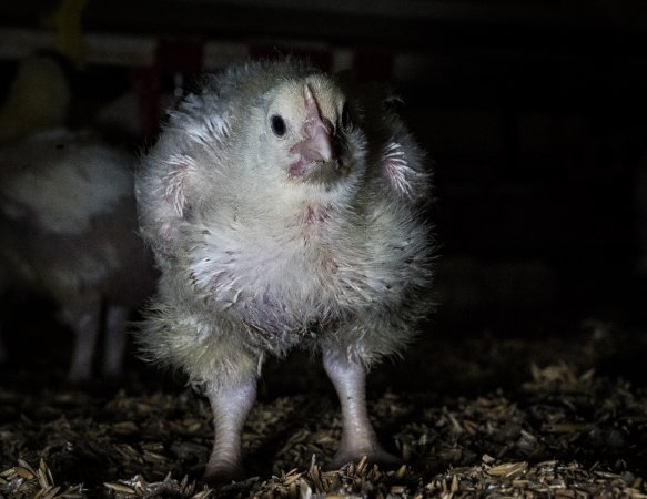 Broiler (meat) chickens approx 2 weeks