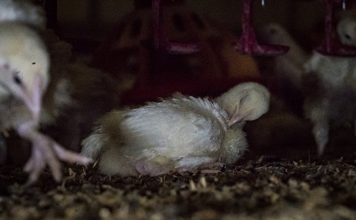 Broiler (meat) chickens approx 2 weeks