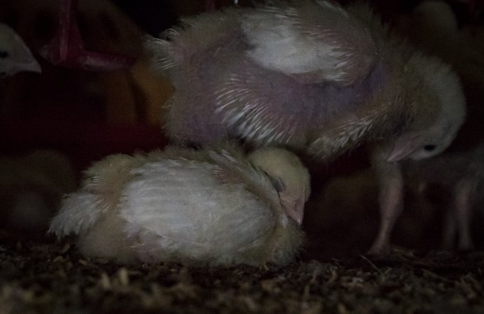 Broiler (meat) chickens approx 2 weeks