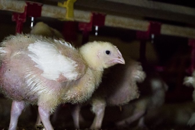 Broiler (meat) chickens approx 2 weeks