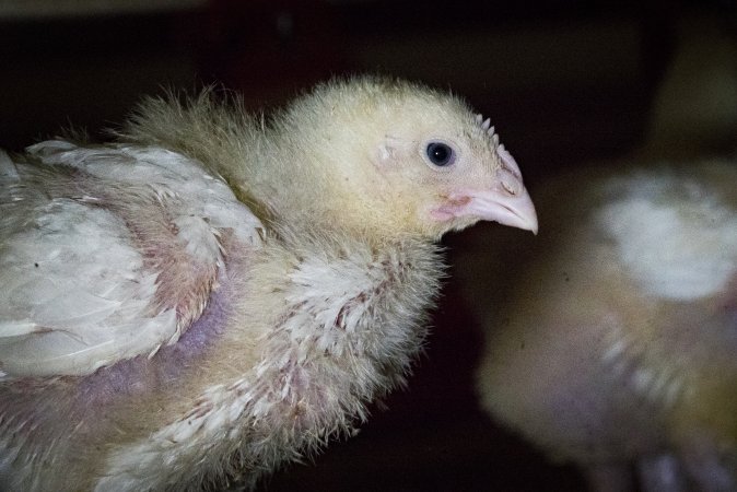 Broiler (meat) chickens approx 2 weeks