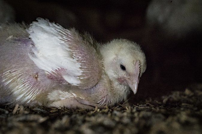 Broiler (meat) chickens approx 2 weeks