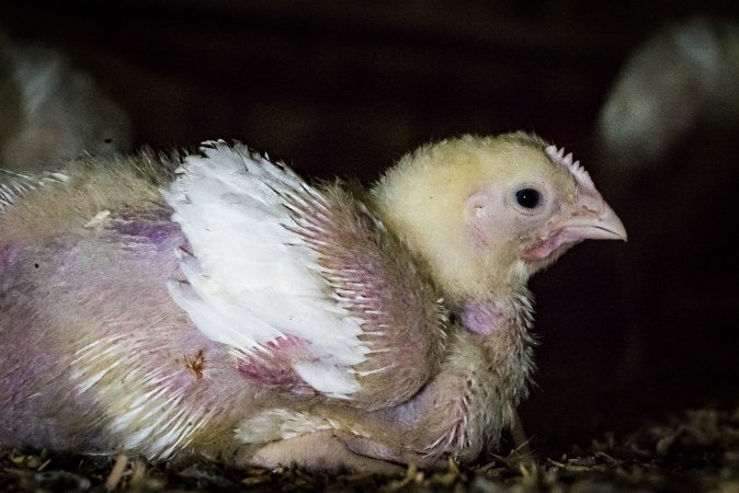 Broiler (meat) chickens approx 2 weeks