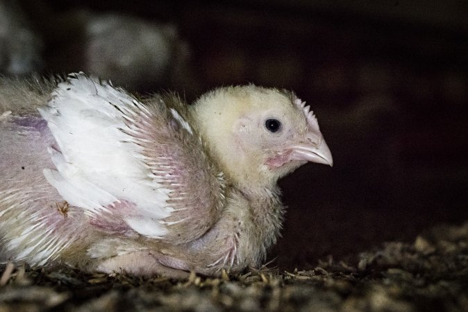 Broiler (meat) chickens approx 2 weeks