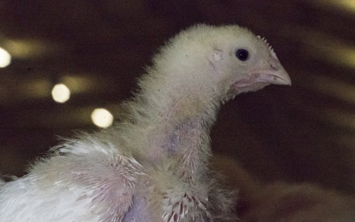 Broiler (meat) chickens approx 2 weeks